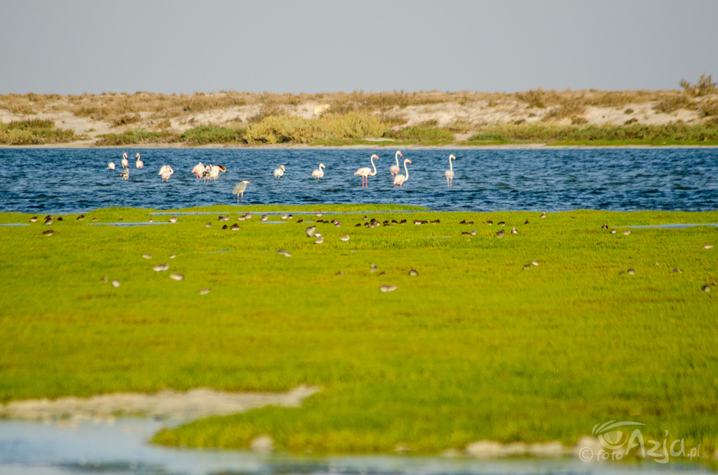 Flamingi na południowym krańcu półwyspu